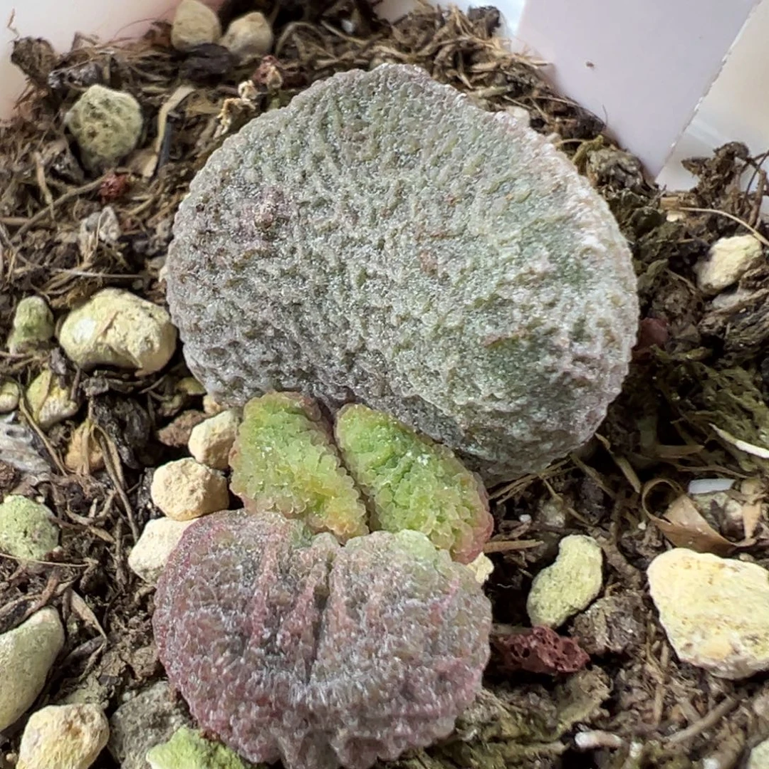 w汉堡造型实生新品