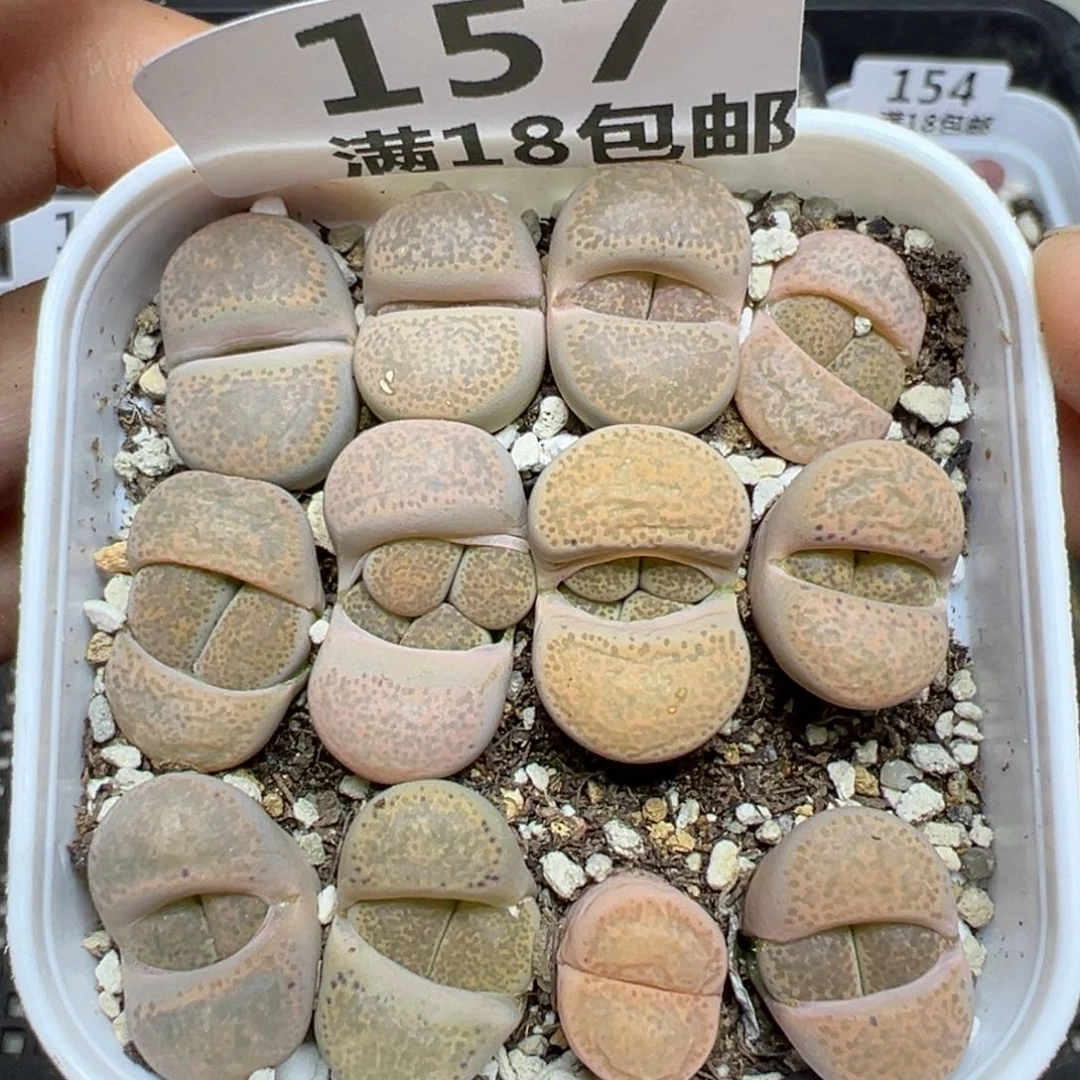 【闪购商品】157……