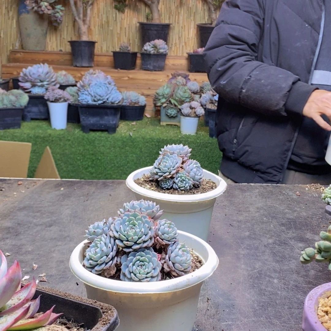 心*H86号蓝姬莲多肉