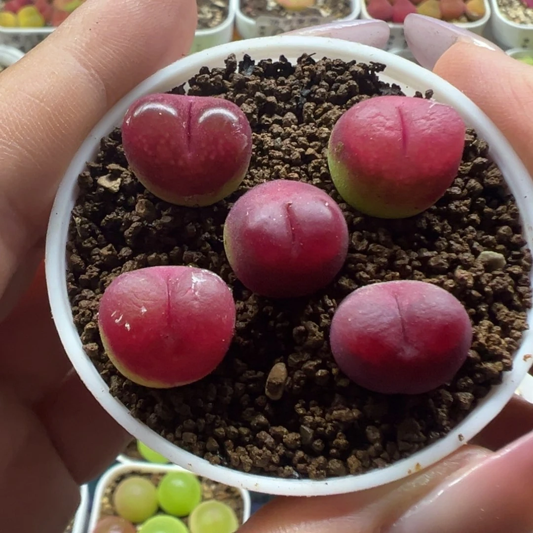 152吕红裸根发货