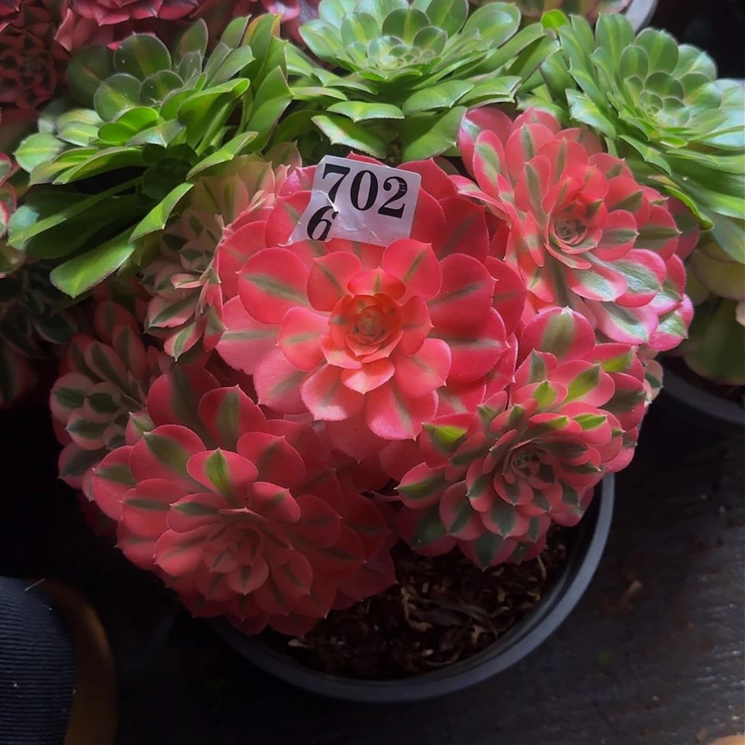 唐**少702多肉植物法师