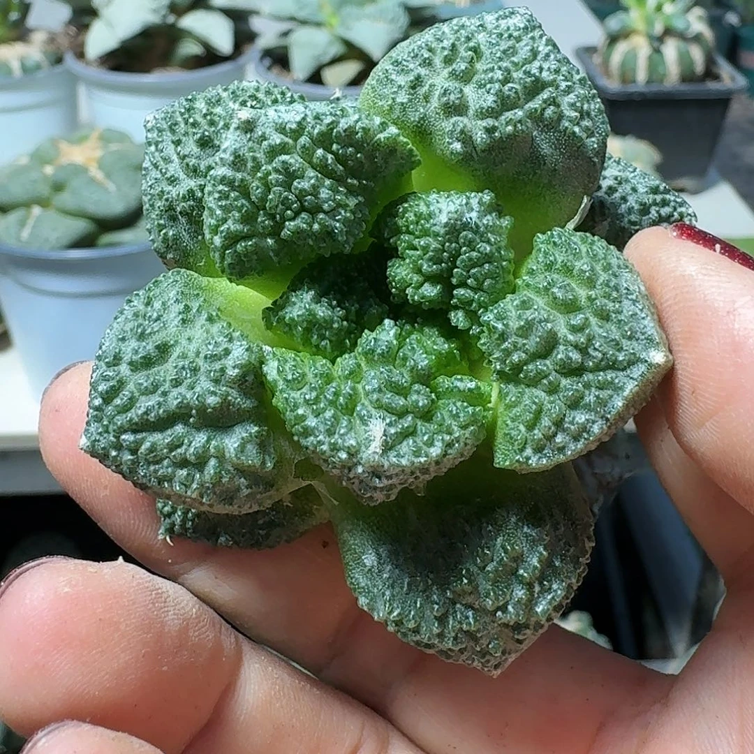 【闪购商品】无花朵一*米哥斯拉261