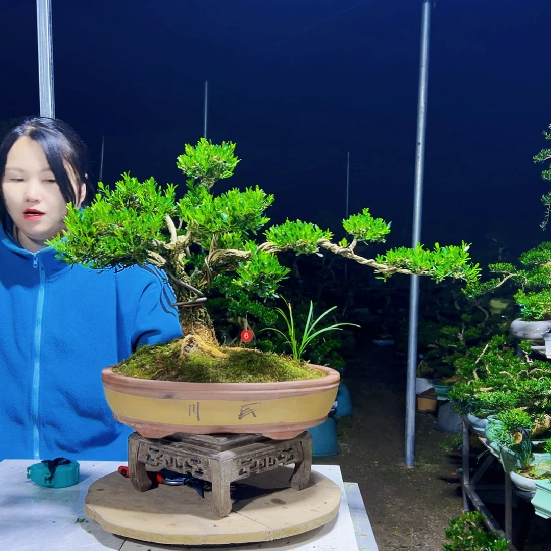 无花朵黄杨木