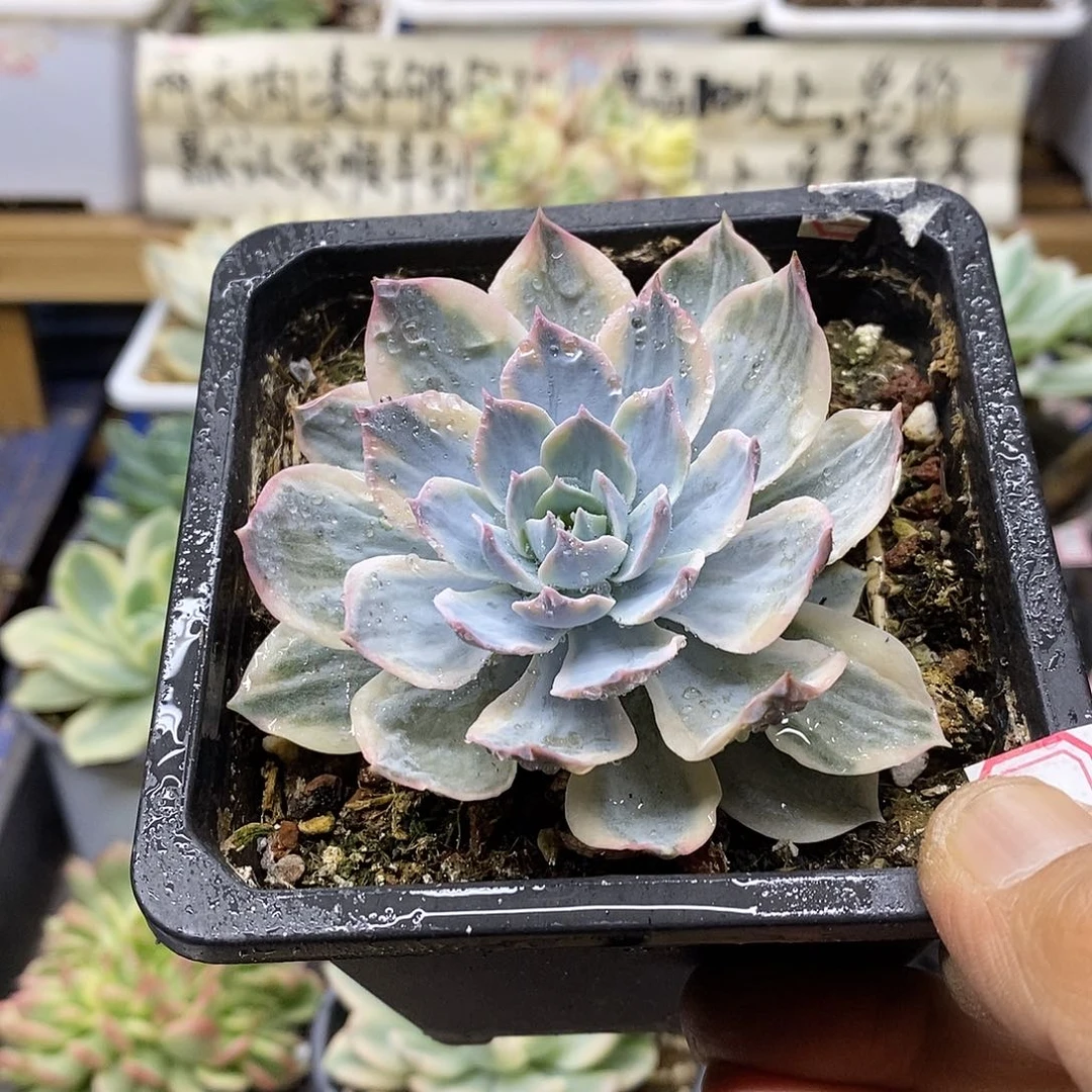 26202 皮氏锦多肉