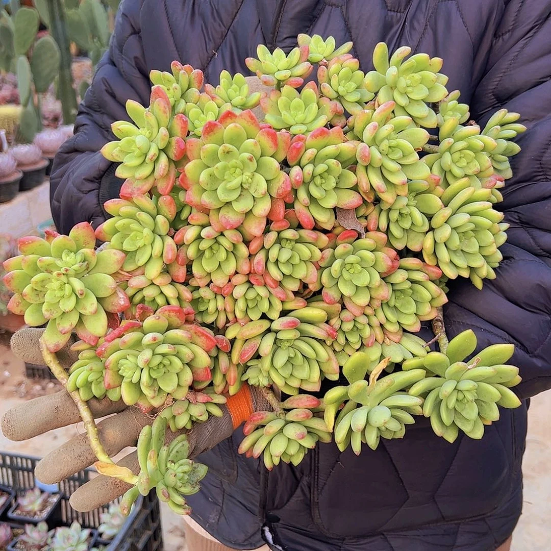 春萌老桩群生断头没售后