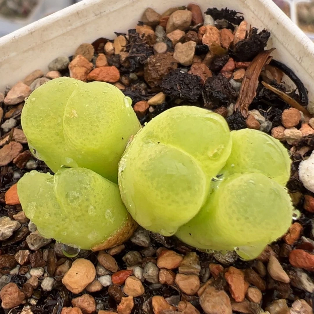 76多肉植物百科知识