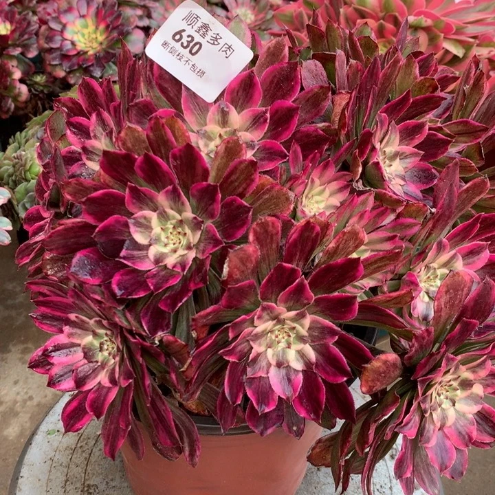 630水墨画多肉植物