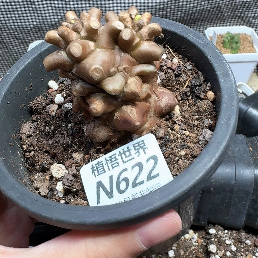 多肉植物的润泽出v