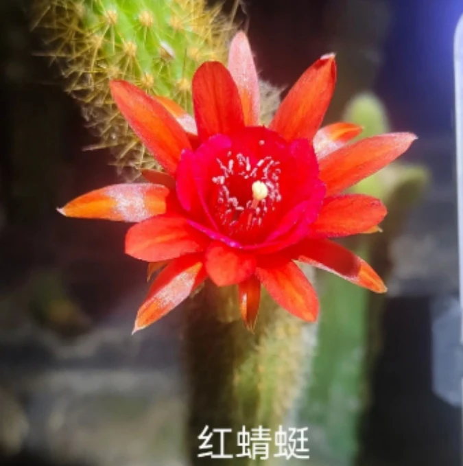 二妹园艺（红蜻蜓金妞）好花色仙人球满18包邮随机发