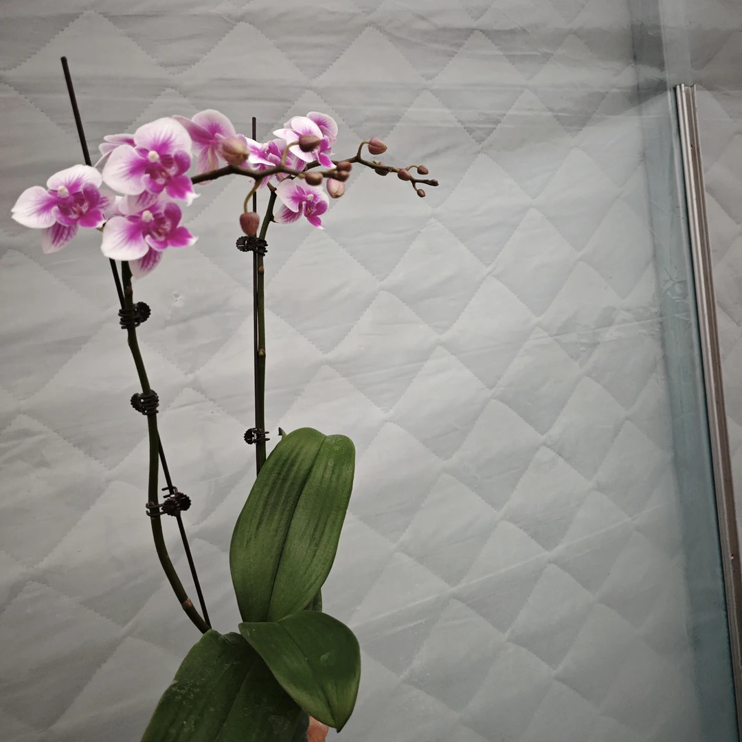 双箭3.0可爱多精品蝴蝶兰