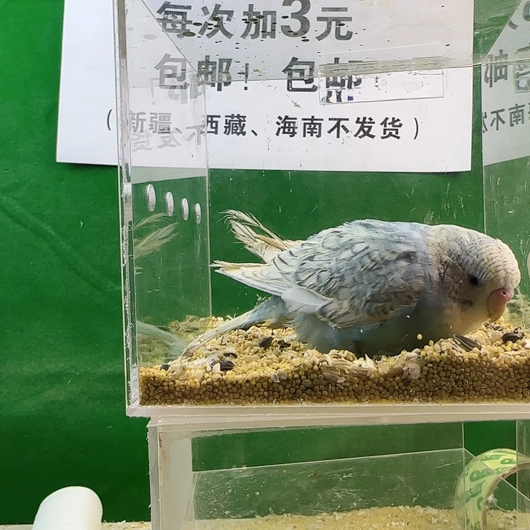 虎皮鹦鹉大头鹦鹉