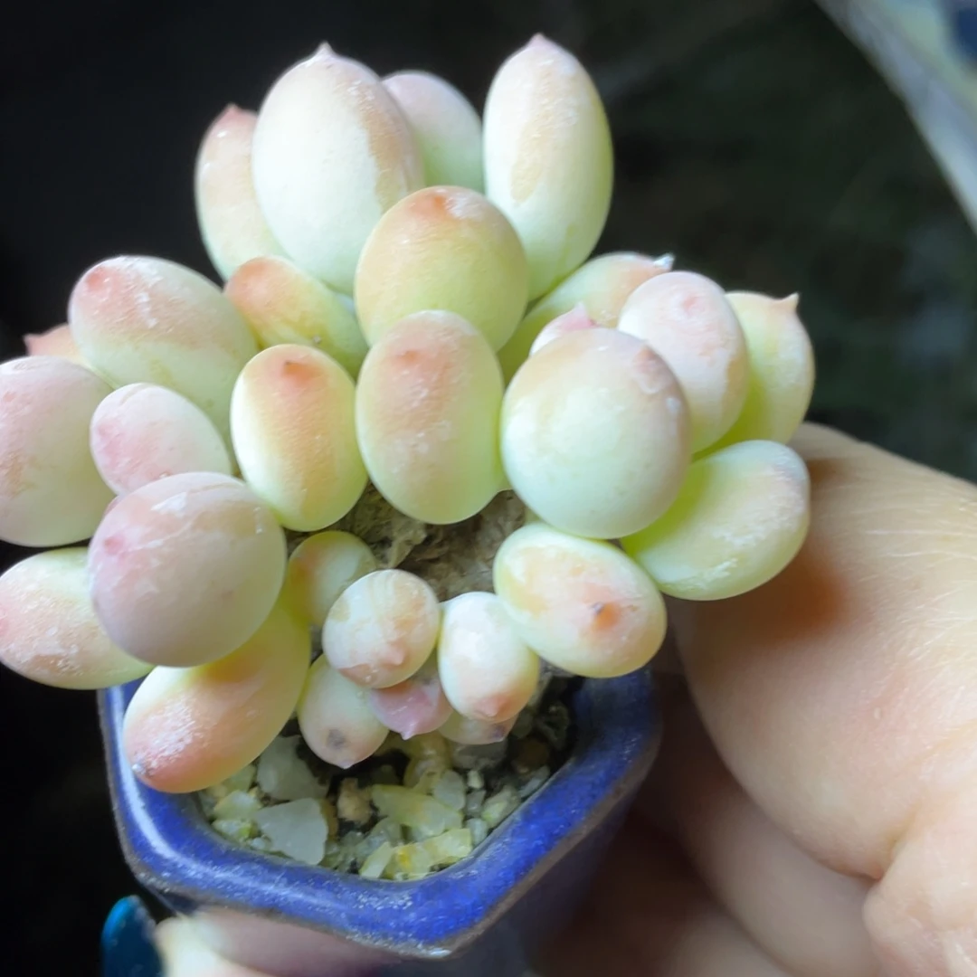 辣***桃多肉植物的生长发育和