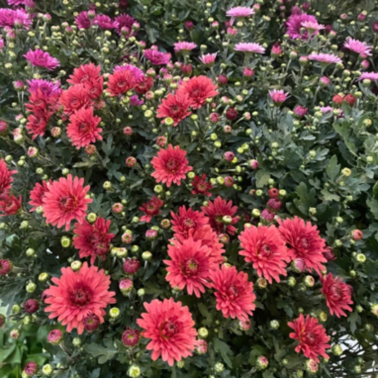 彩球菊花室内室外