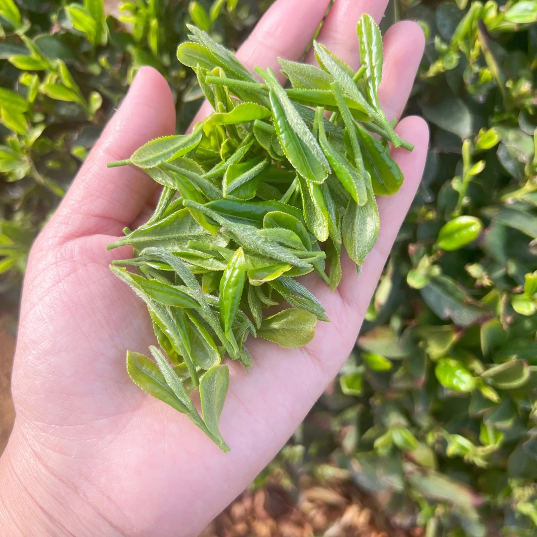 茶之味《头春头采》25新茶~早春露天茶嫩芽嫩叶4.3号