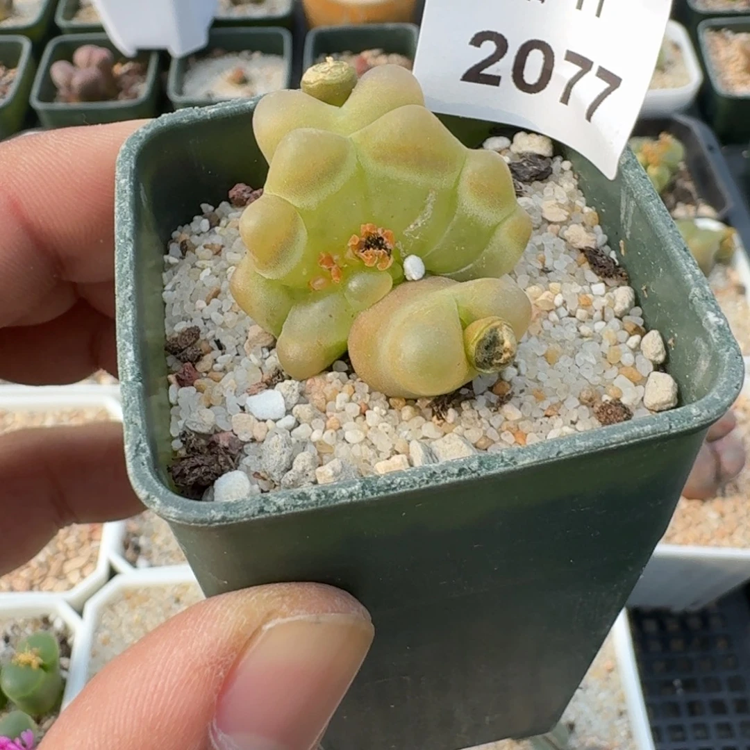 a***砹蘑菇蘑菇2077毛毛缀化