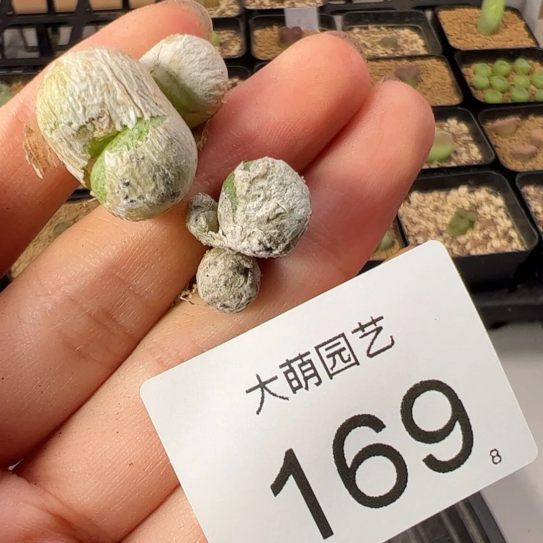 0000169 一物一拍。