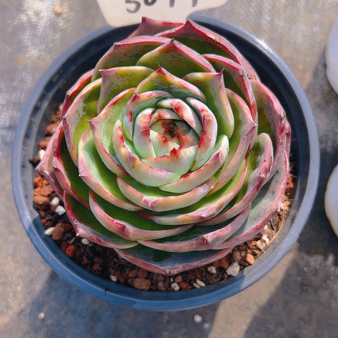 嘟****里惊鸿仙子一物一拍5079号