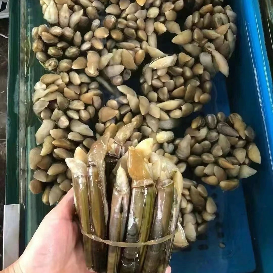 大号竹节蛏【 500克±50】