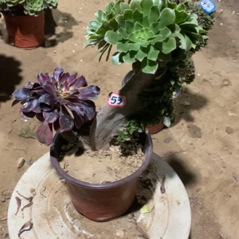 原始绿缀嫁接一物一拍