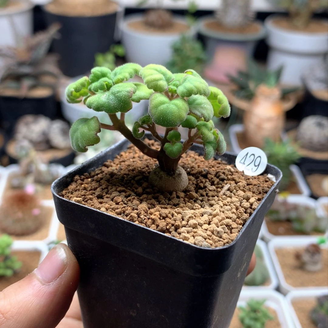 爱氏延命草多肉带盆