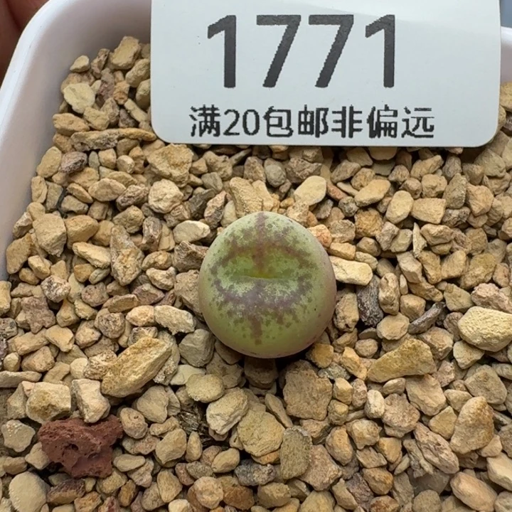 毛杂带盆土