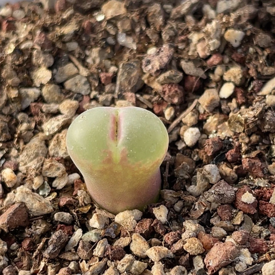 21-79粉女多肉植物