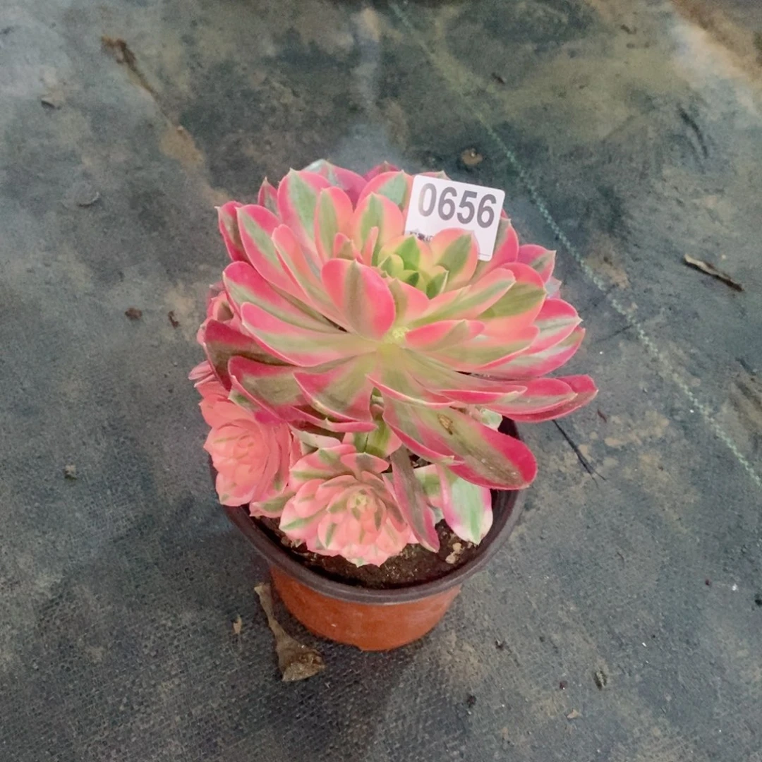 萍****)粉女巫656多肉1111