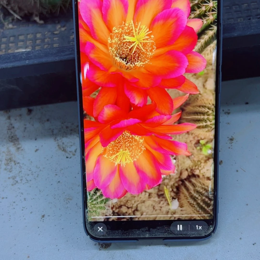 下76毛阿布理根歪6公分左右脱土发货20包邮