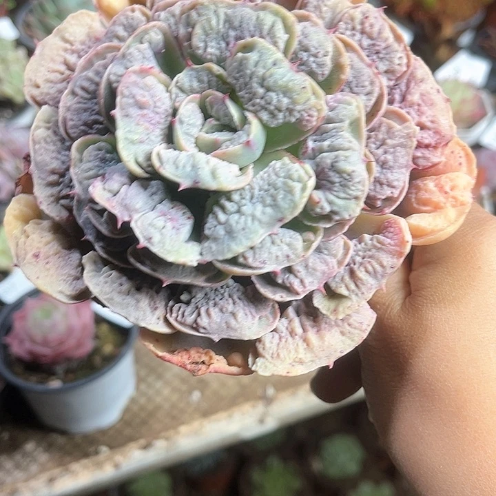 雨滴錦老桩多肉植物