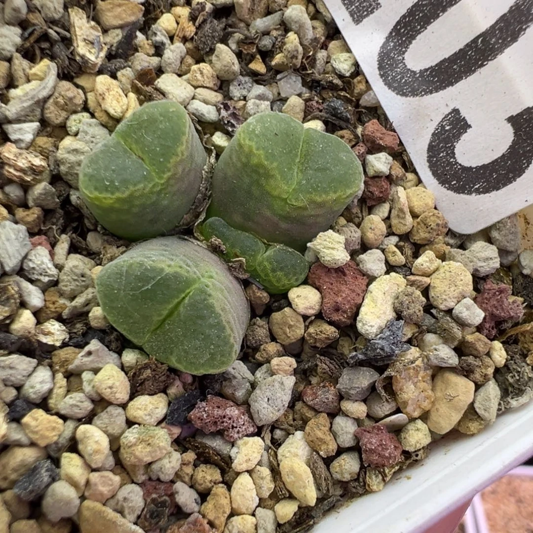 203号胖虎福利特。。