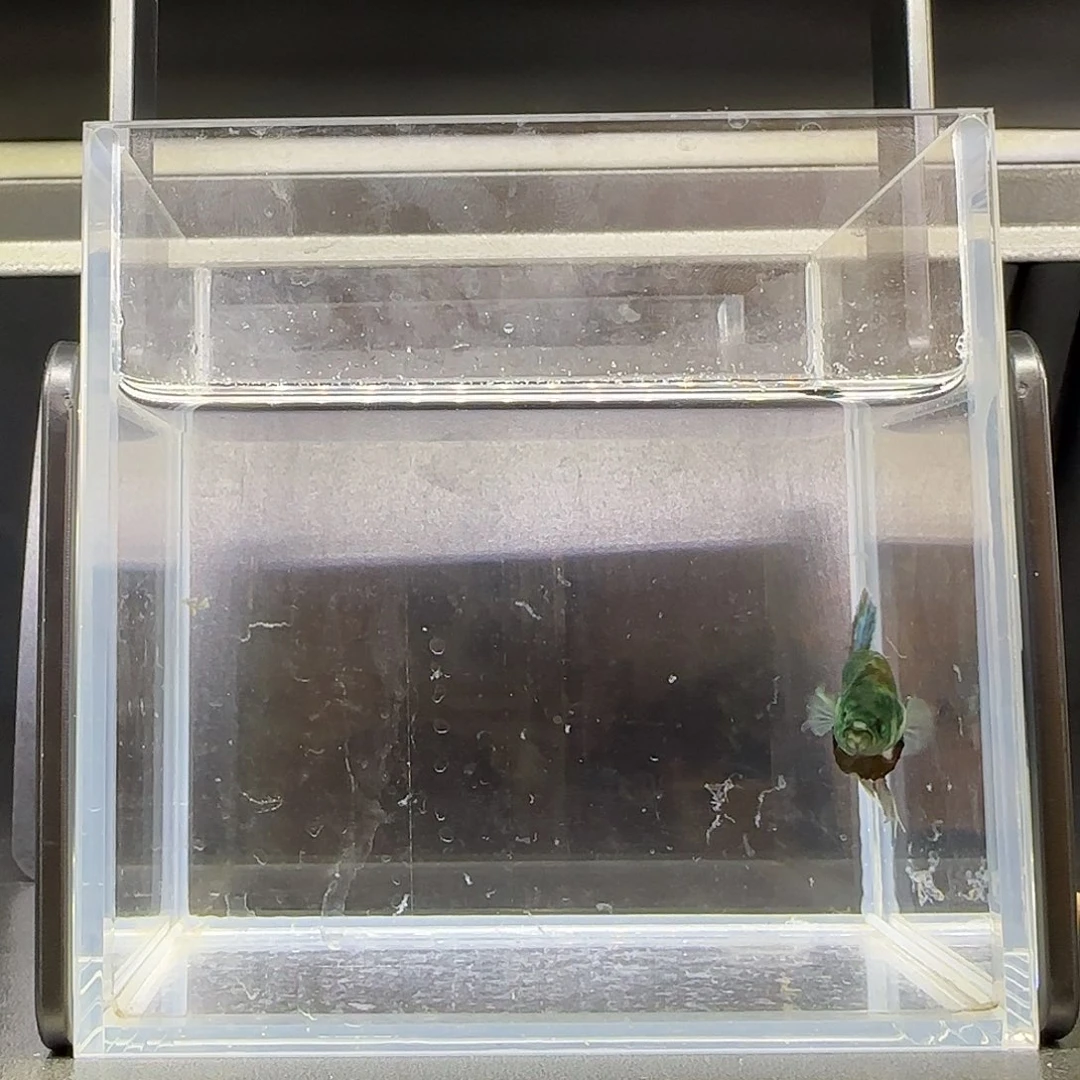 竞拍十二月十三日