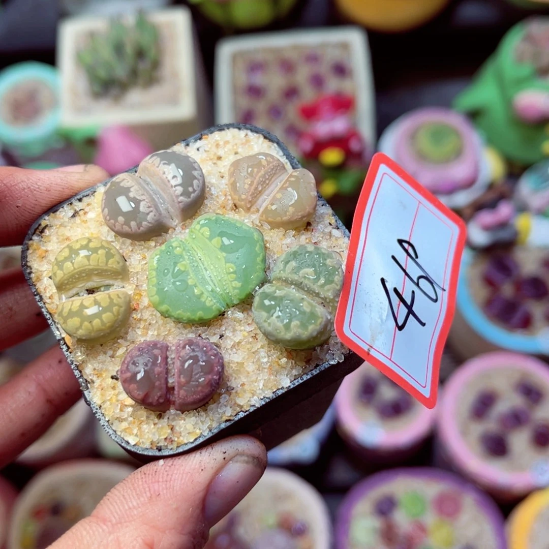 469生石花带盆发