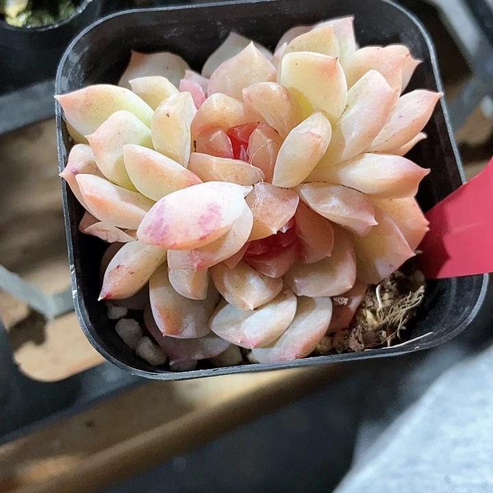 生****光多肉植物泡影256