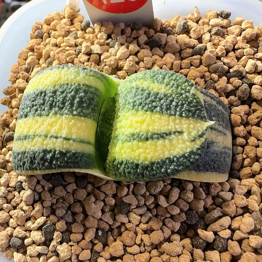 120军配卧牛锦 6 厘米左右一物一拍带盆