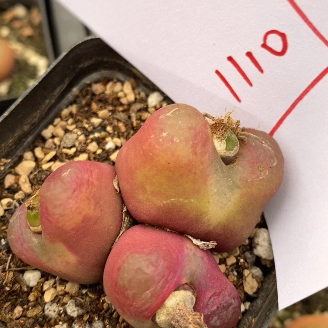 11107一个一个一个