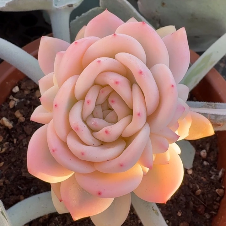 大锦边橙梦露锦腹轮锦