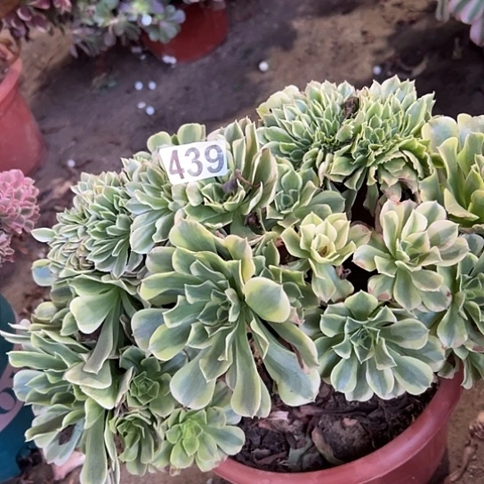 浅***笑多肉植物一个绿豆沙