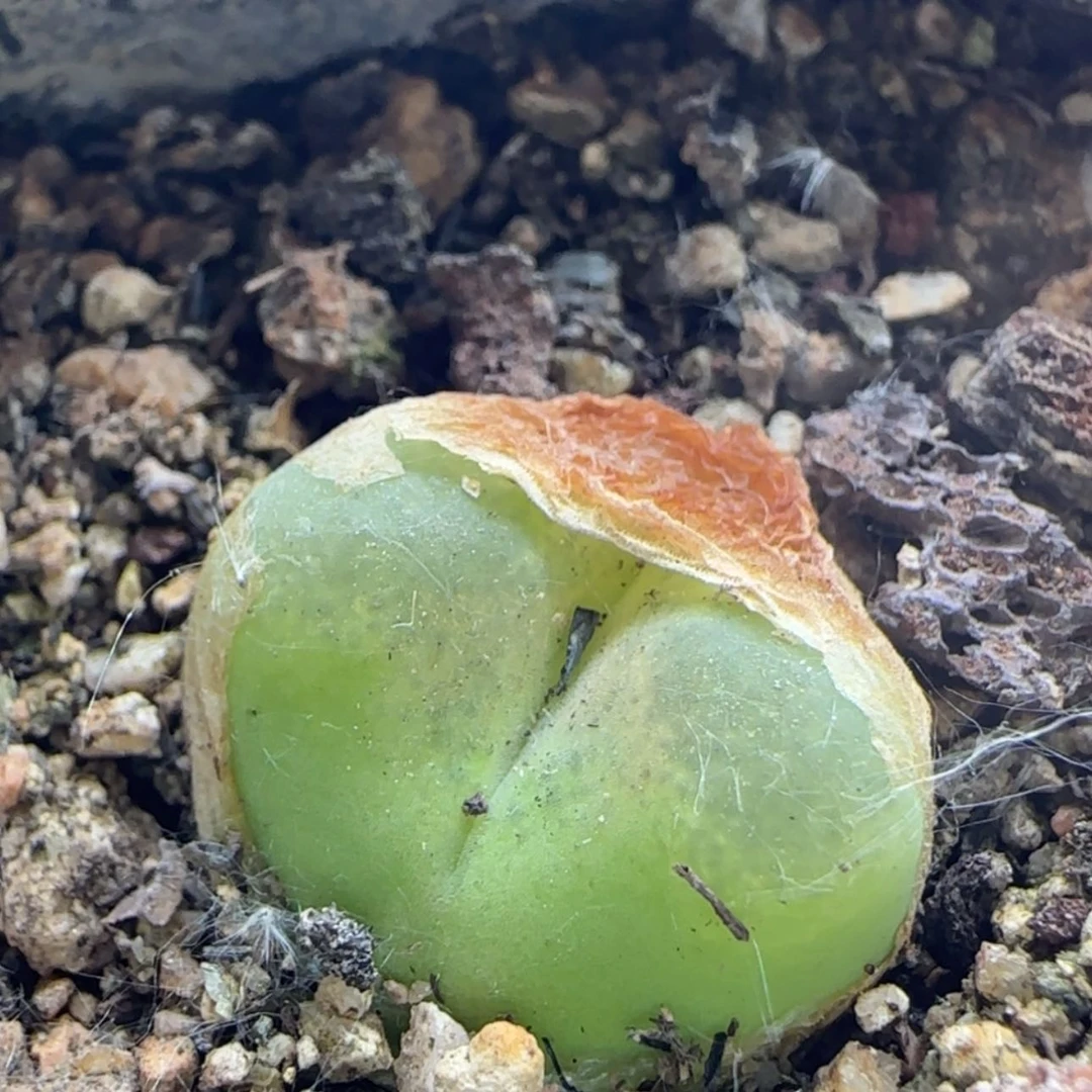 【闪购商品】是**?12654