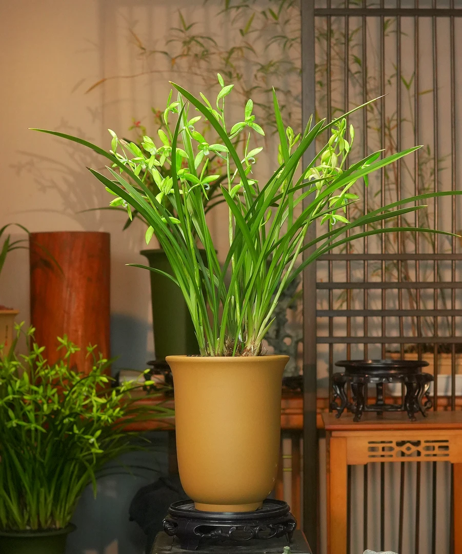 兰花 建兰铭品【七仙女带5-8支花剑】宜兴紫砂花盆室内浓香带花苞