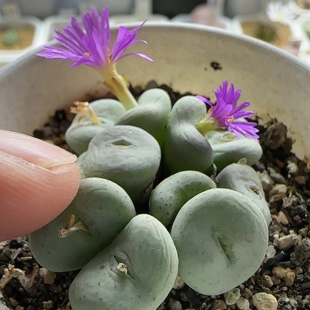 【闪购商品】18249饼粉花