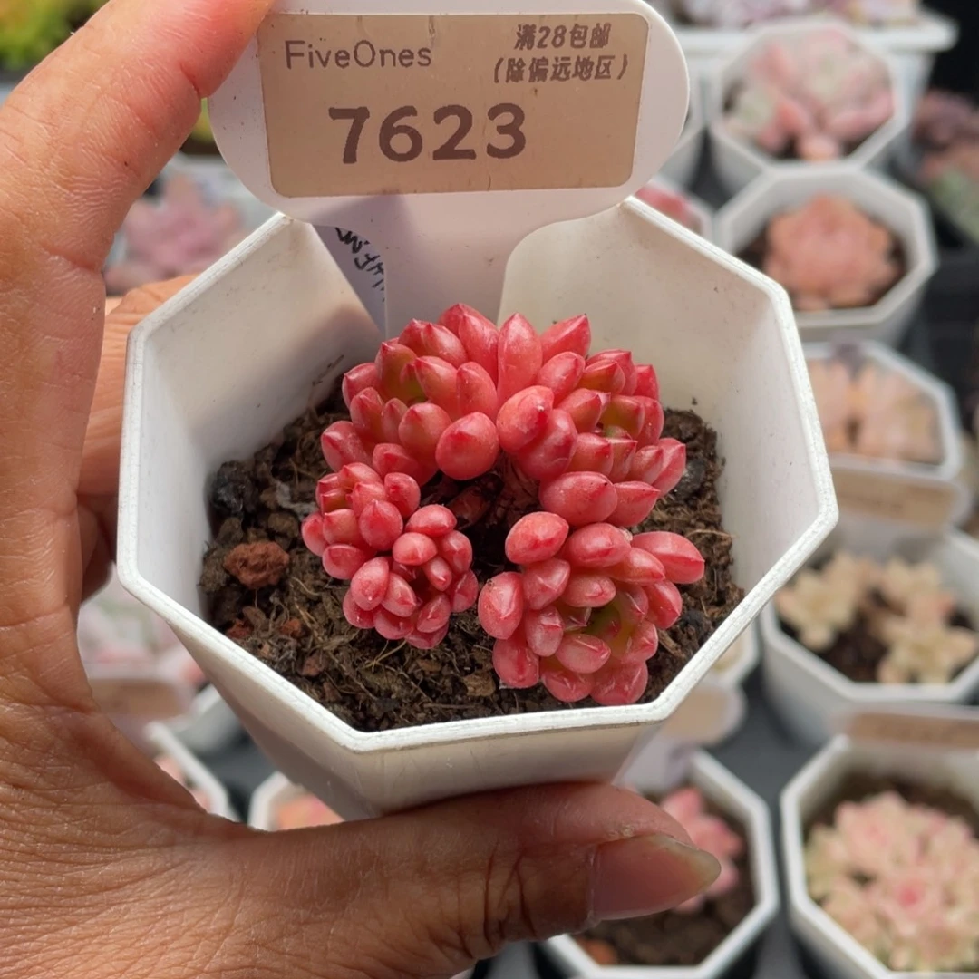 鸡血红宝石7623-4.0厘米