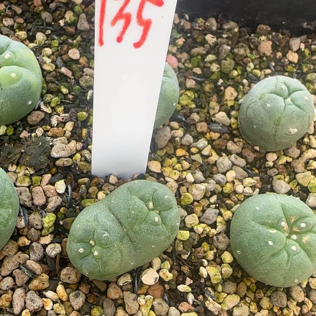 【闪购商品】K****g块根植物
