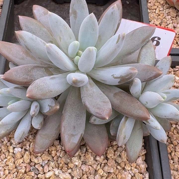 哥特萝莉466多肉植物