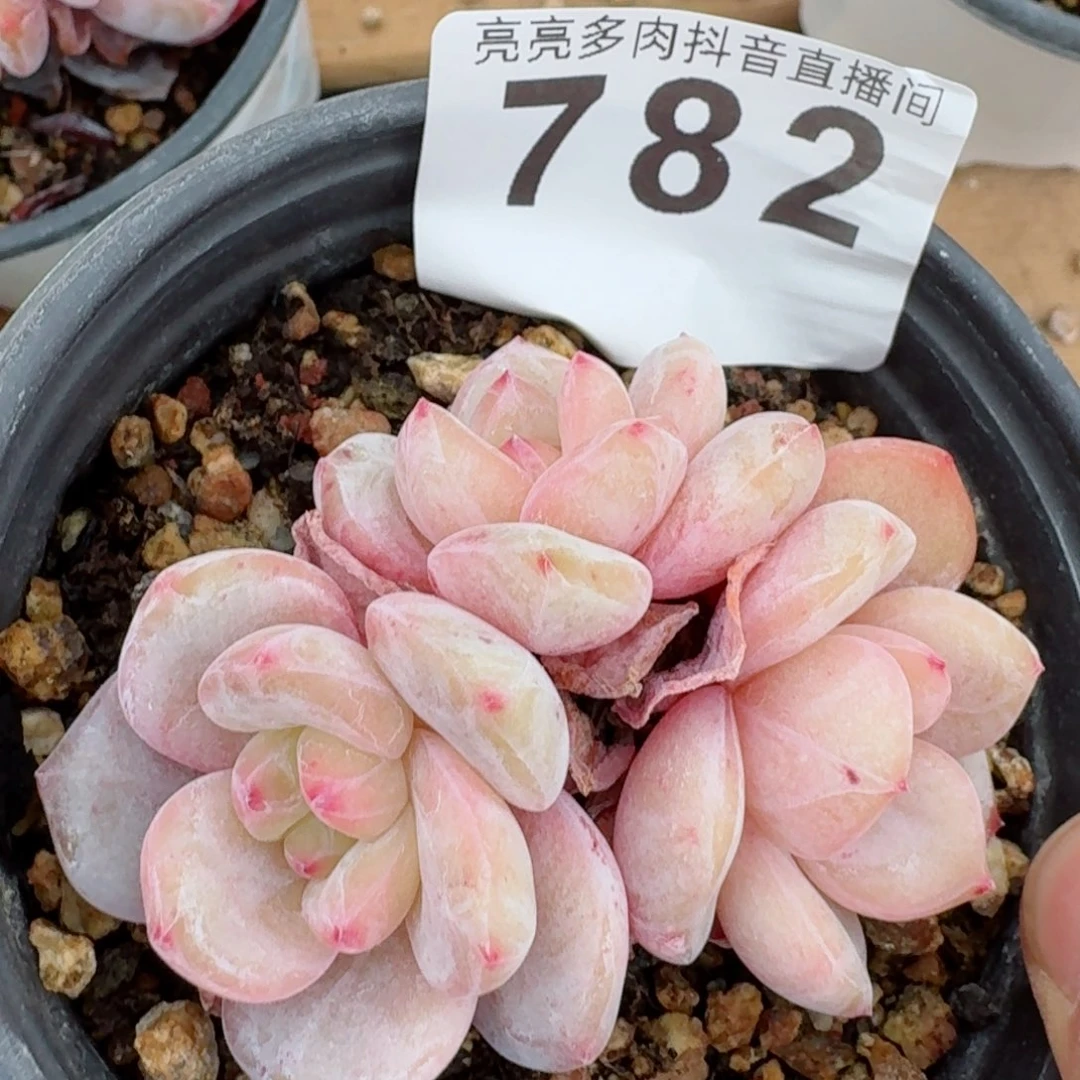 星影群生      多肉植物开播福利捡漏