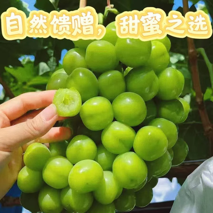 正宗阳光玫瑰葡萄当季新鲜应季水果颗颗饱满整箱发货