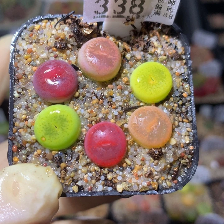 精品生石花313.338