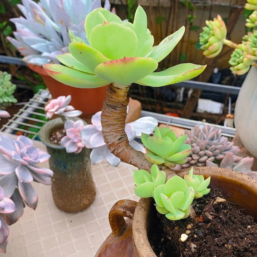 多肉植物非常福利碧桃