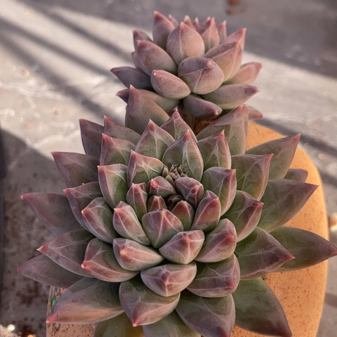 克拉克双头9公分左右