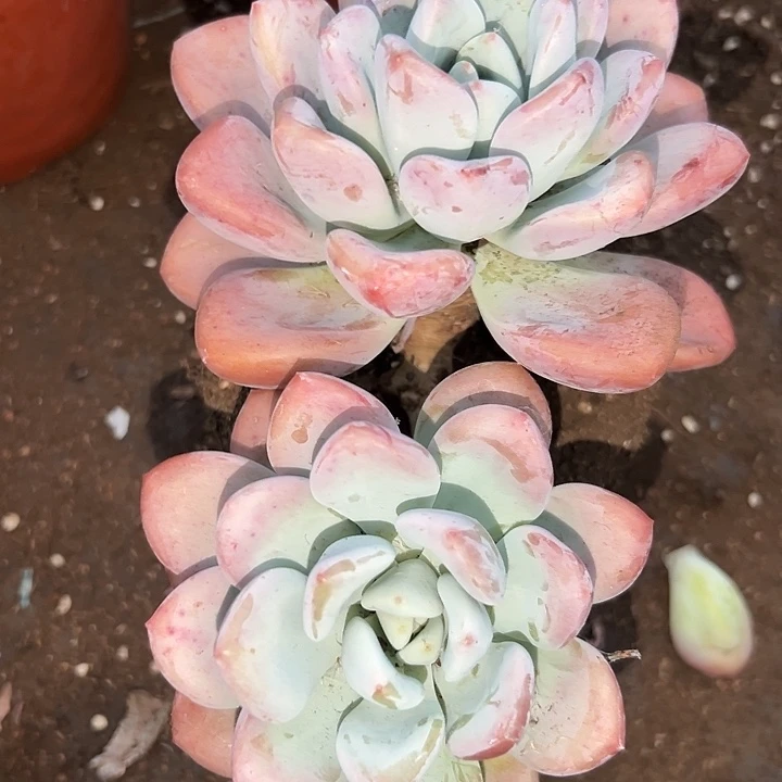 奥普双头 老桩。