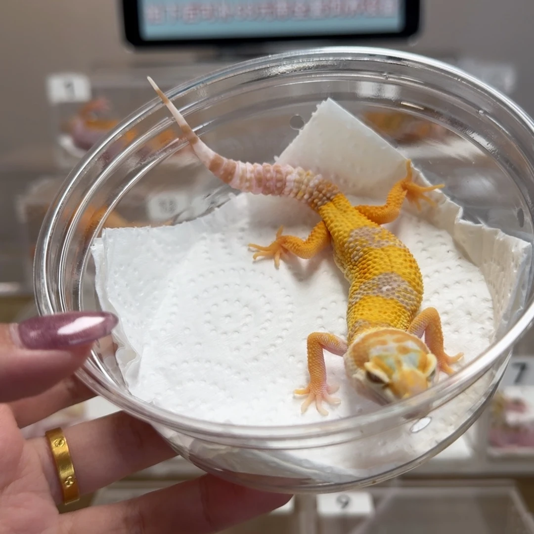 豹纹守宫柠檬母温